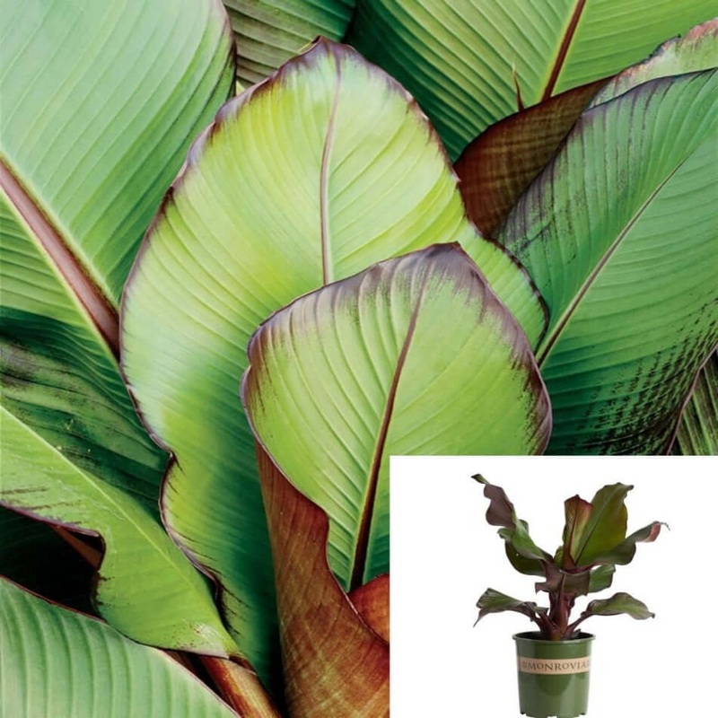Red Banana Lily Plant Lily Read Purple Banana Lily Flower Plant 5 Gallon Foliage Plant Garden Live Plant Ht7