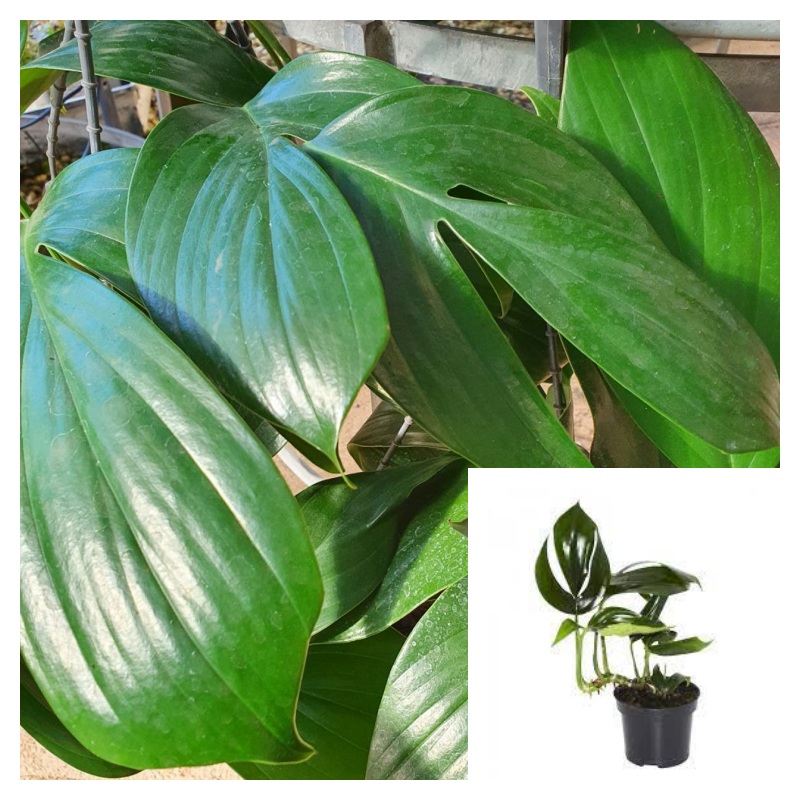 Rhaphidophora Dragon Tail 16-26Inches 1 Gallon Ht7 Plant Dragon Tail Plant Perennial Live Plant Premium Ht7 Best
