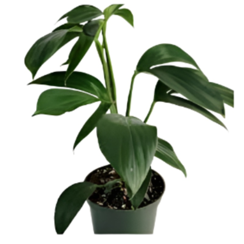 Rhaphidophora Dragon Tail 2 Gallon Ht7 Plant Dragon Tail Plant Perennial Live Plant Premium Ht7 Best