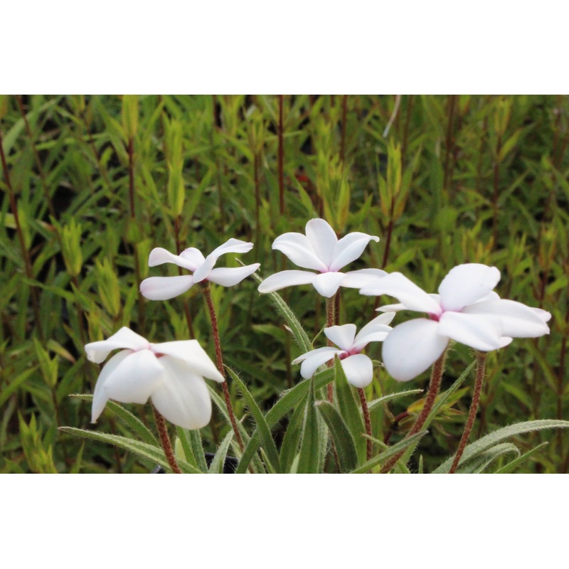 Rhodohypoxis baurii ‘Alba’|Approx. 0.5 litre pot