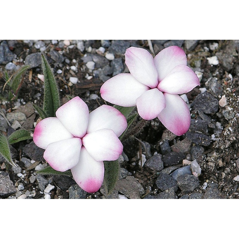 Rhodohypoxis baurii ‘Harlequin’
