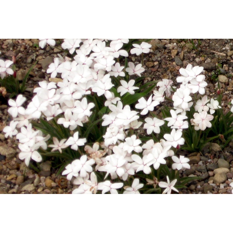 Rhodohypoxis baurii var. platypetala