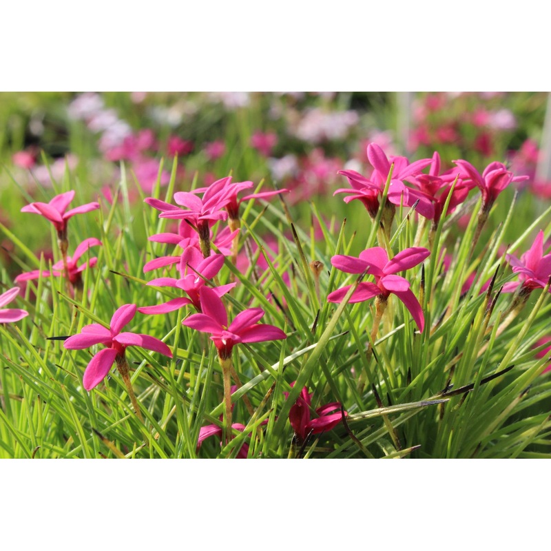 Rhodohypoxis deflexa|Approx. 0.5 litre pot