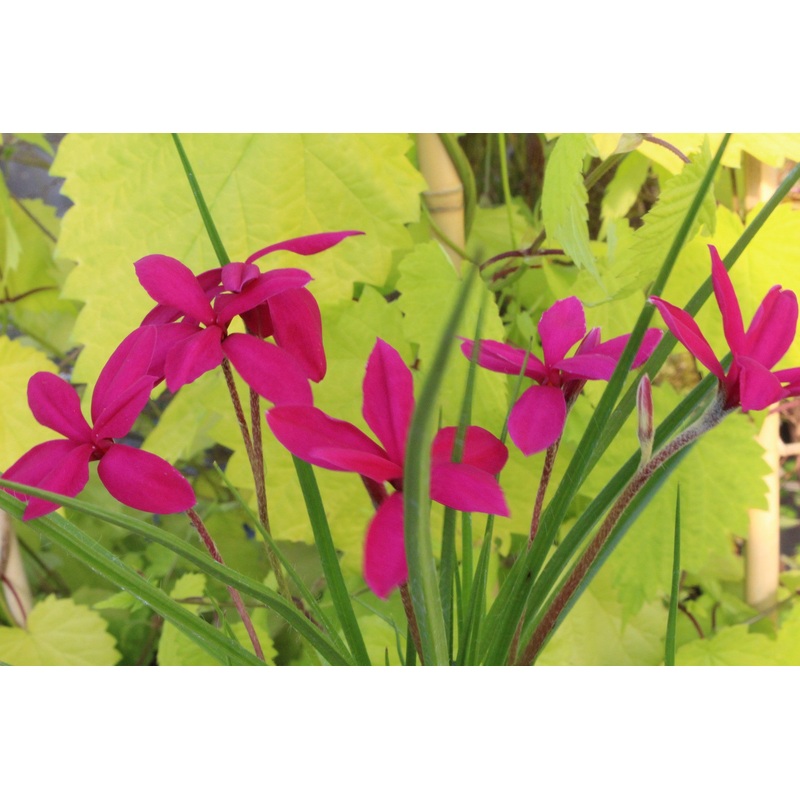Rhodohypoxis milloides ‘Claret’