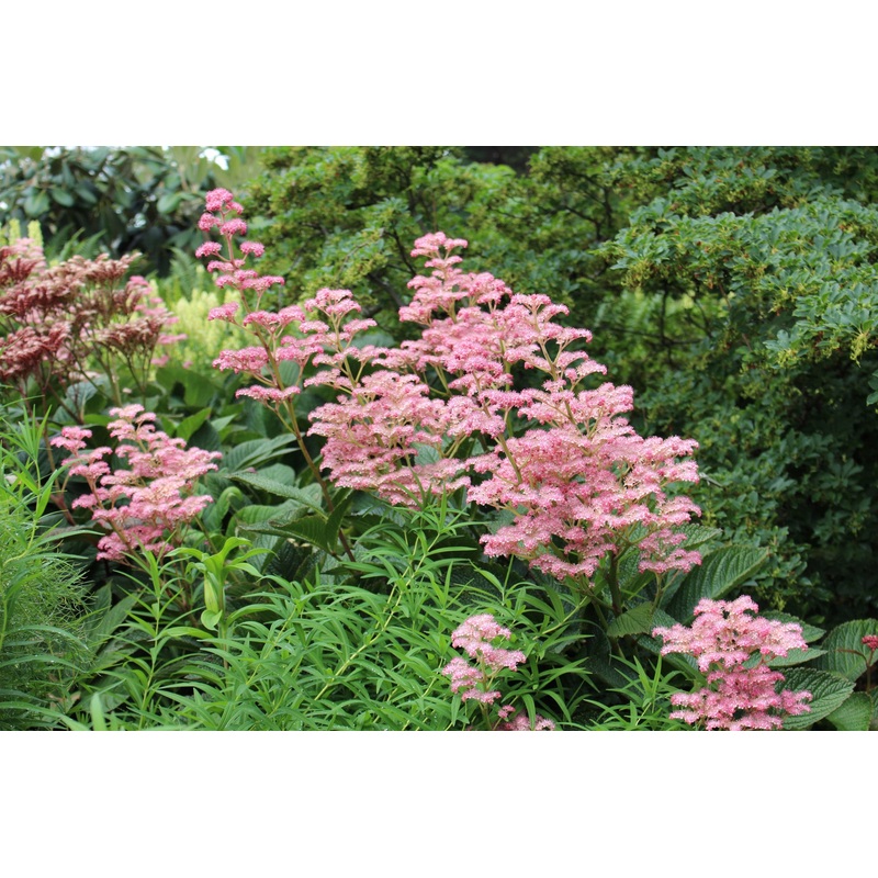 Rodgersia pinnata ‘Superba’|Approx. 0.5 litre pot