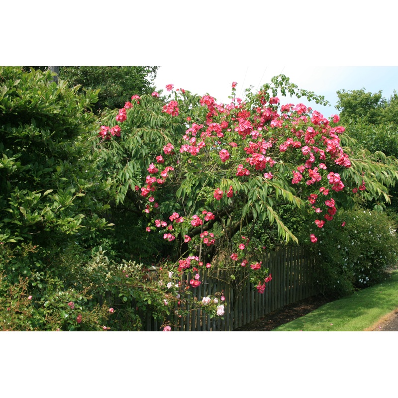 Rosa ‘American Pillar’ (Ra)|Approx. 0.5 litre pot