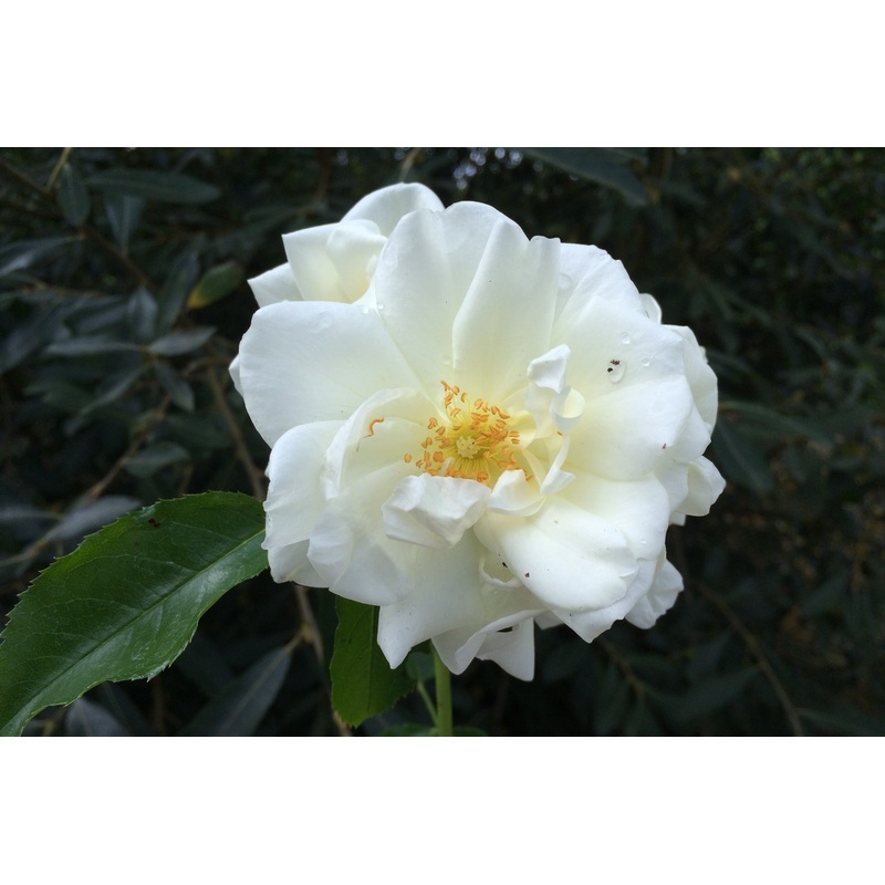 Rosa Flower Carpet White = ‘Noaschnee’ (GC)