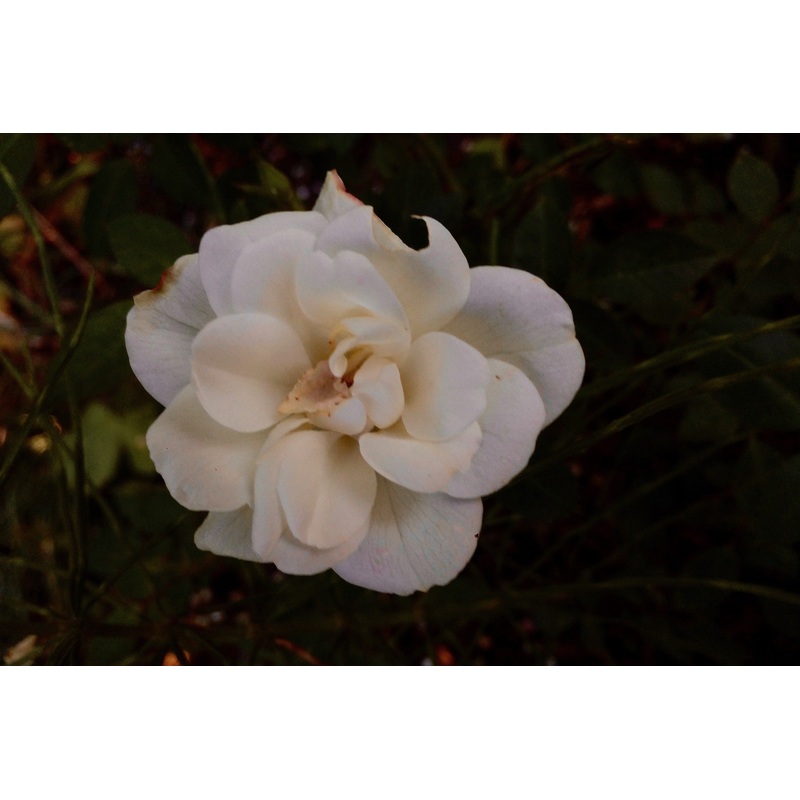Rosa Kent = ‘Poulcov’ (Towne & Country Series) (S/gc)