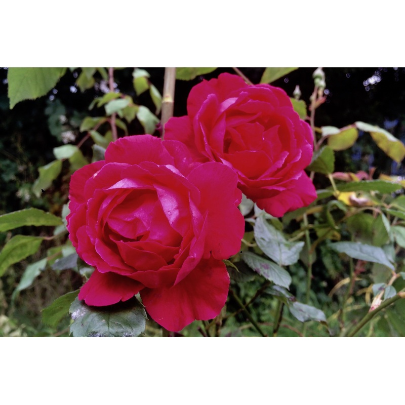Rosa ‘Paul’s Scarlet Climber’ (Cl/Ra)