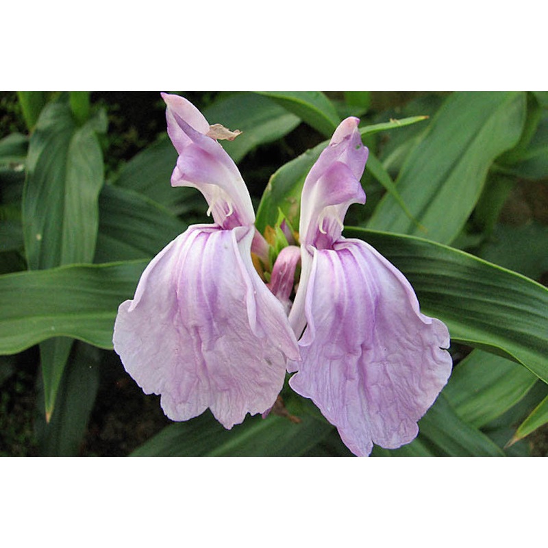 Roscoea purpurea ‘Vincent’|Approx. 0.5 litre pot