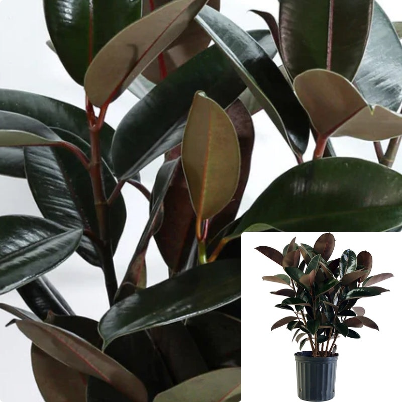 Rubber Burgundy 7 Gallon Ht7 Plant Pot 4 5Ft Tall Indian Rubber Tree Rubber Fig Rubber Premium Foliage Live Olant Ht7
