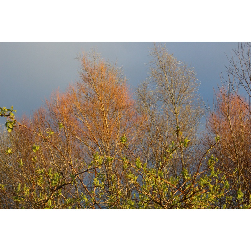 Salix alba var. vitellina ‘Britzensis’ (m)