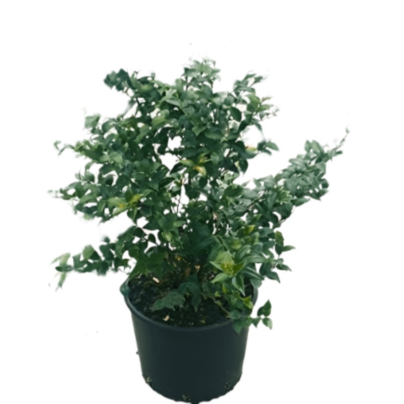 Sarcococa Ruscifolia 5 Gallon Sweet Box Improved Fragrant Valley Live Plant Grfr7