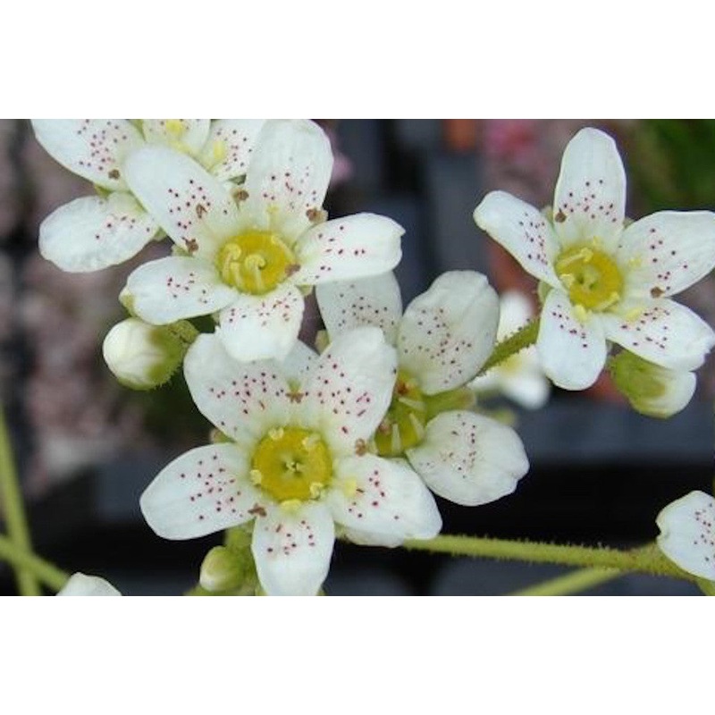 Saxifraga ‘Lissadell’ (callosa) (8)