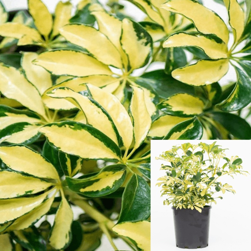 Schefflera Trinette Yellow Plant Dwarf Variegated Umbrella Tree 1 Gallon Ht7 Schefflera Arboricola Gold Capella 2Ft Ht7
