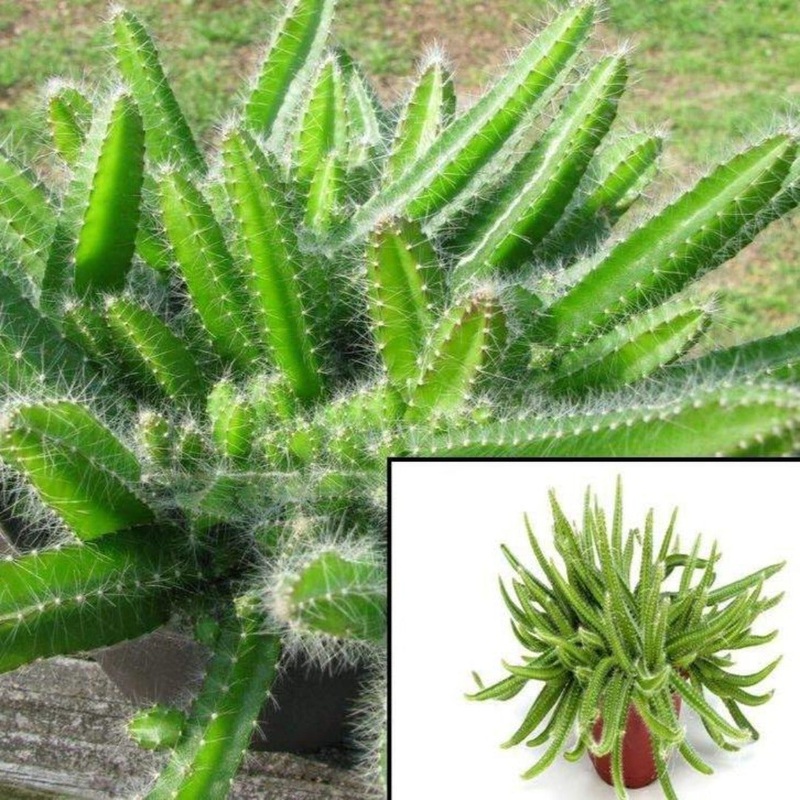 Selenicereus Testudo 1 Gallon Ht7 Plant Dog Tails Cactus Selenicereus Testudo Live Plant Ht7