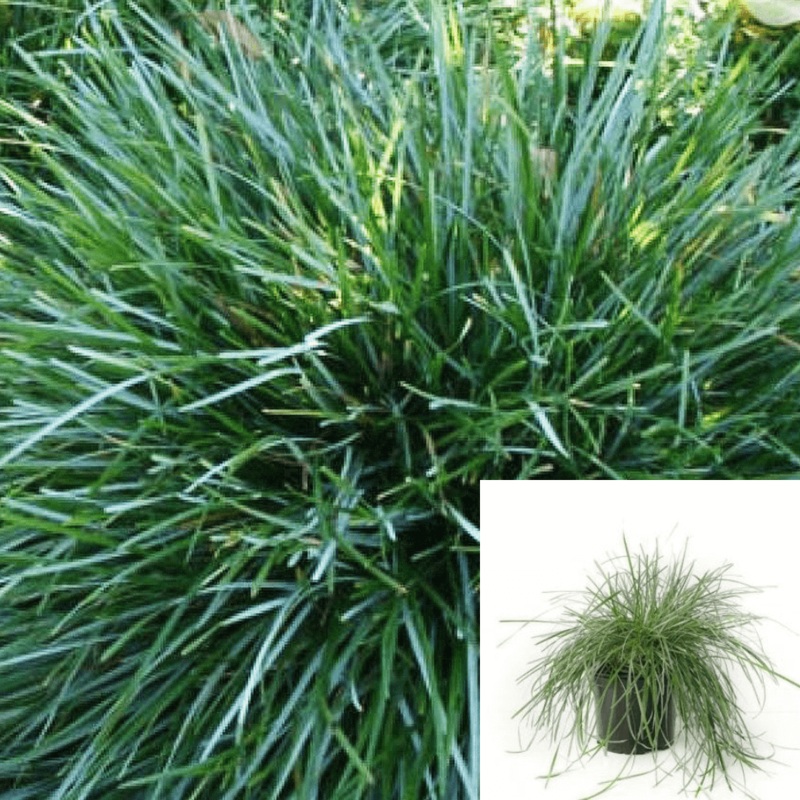Sesleria Caerulea 1 Gallon Sesleria Caerulea Blue Moor Grass Gra Live Plant Ht7 Best