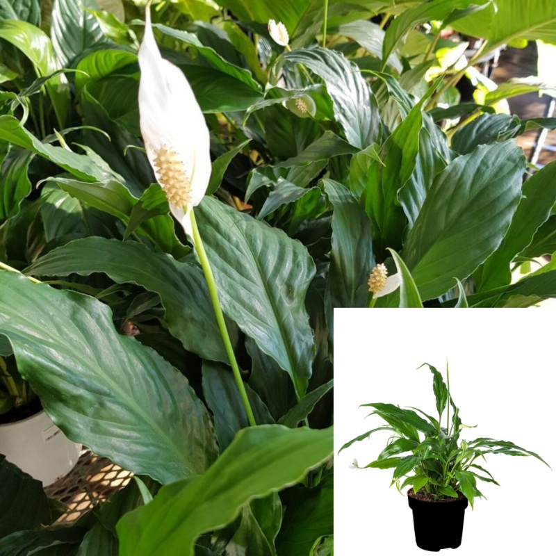 Spath Peace Lily  1 Gallon Ht7 Spathiphyllum Wallisii Foliage House Air Purifying White Flower Live Plant Pr7Ht7 Best