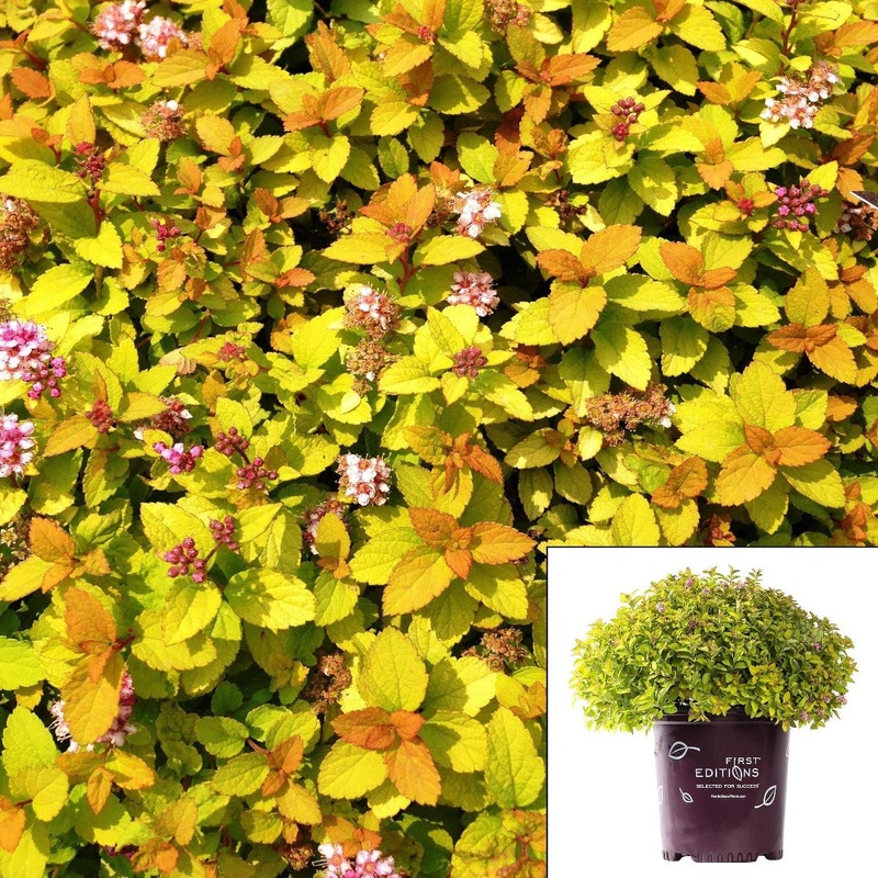 Spiraea Sundrop Spiraea Bailcarol 5 Gallon Spirea Sundrop Spiraea Bailcarol Spiraea Yellow Live Plant Ht7 Best