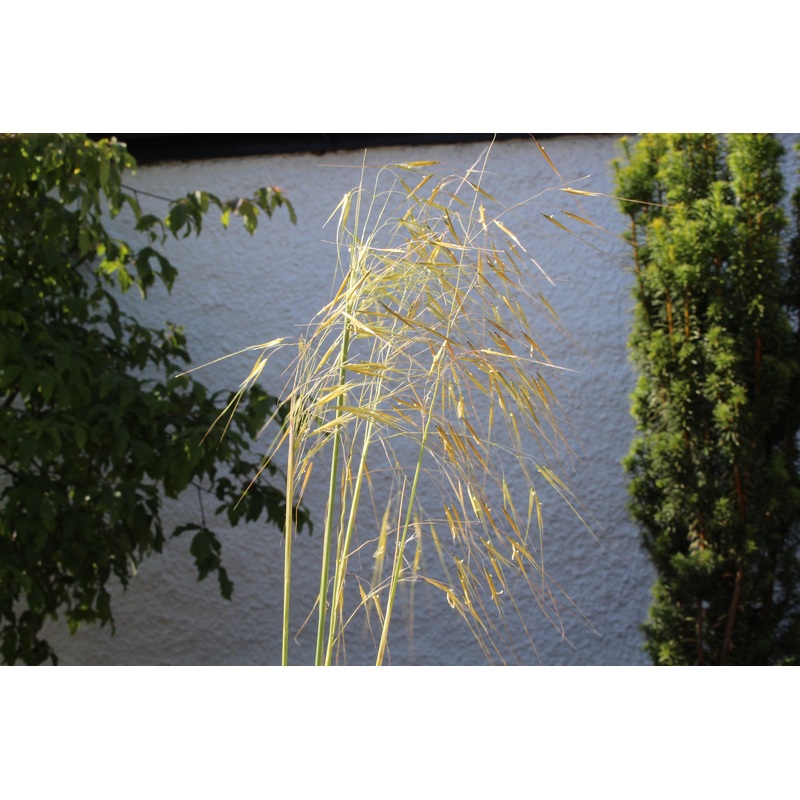 Stipa gigantea ‘Gold Fontaene’