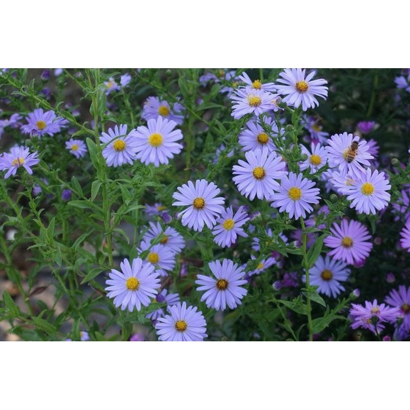 Symphyotrichum novi-belgii ‘Blue Gown’
