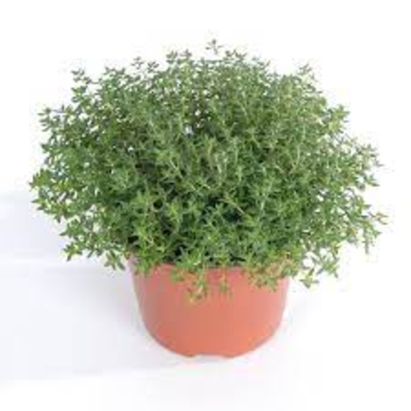 Thymus Serpyllum Pink Chintz Plant Breckland Thyme Creeping Live Plant 1 Quart Ht7