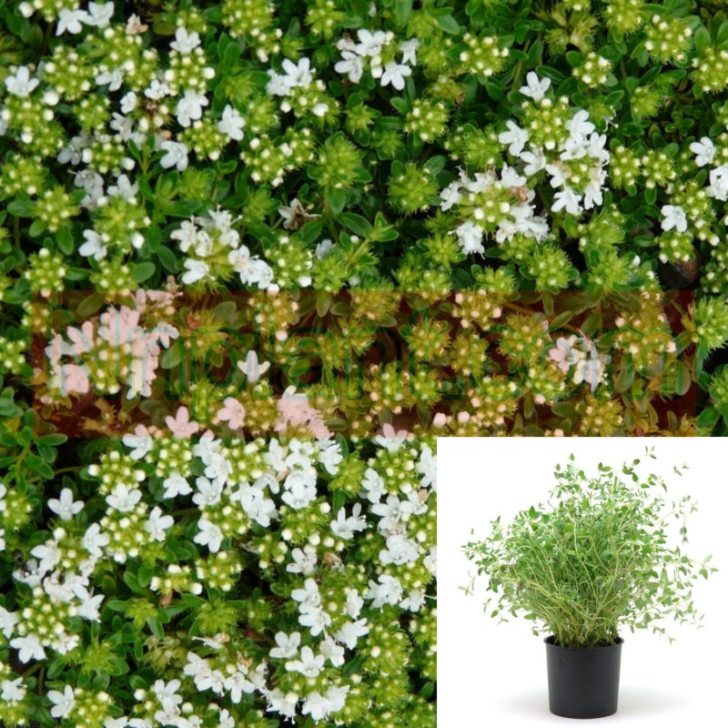Thymus Serpyllum White 1 Gallon Plant Thymus Serpyllum Albus Plant Creeping Thyme White Ht7