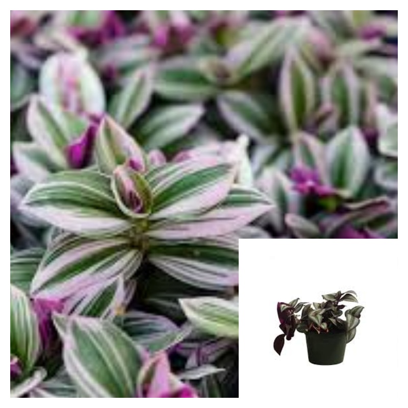Tradescantia Nanouk Fluminensis Variegata Purple Pink 4inches wandering jew plant Small leaf spiderwort Wandering Jew Pot Live Plant Ht7 Best