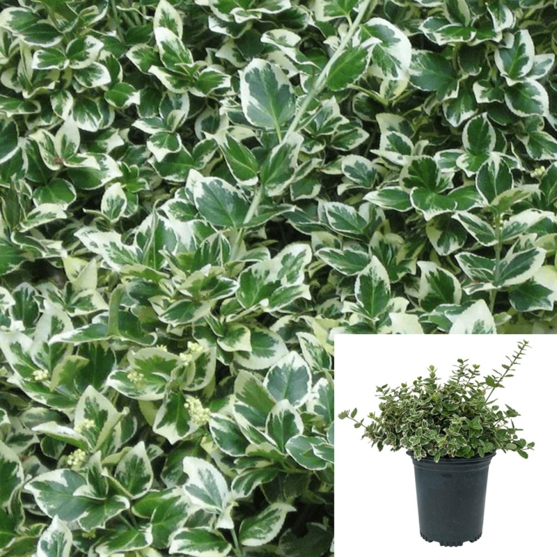 Variega Creeping Euonymus Wintercreeper Plant Euonymus Emerald Gaiety Shrubs 5 Gallon Live Plant Ht7