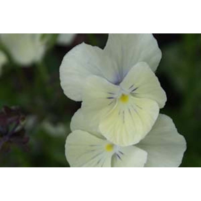 Viola cornuta ‘Cleopatra’ (C)|Approx. 0.5 litre pot