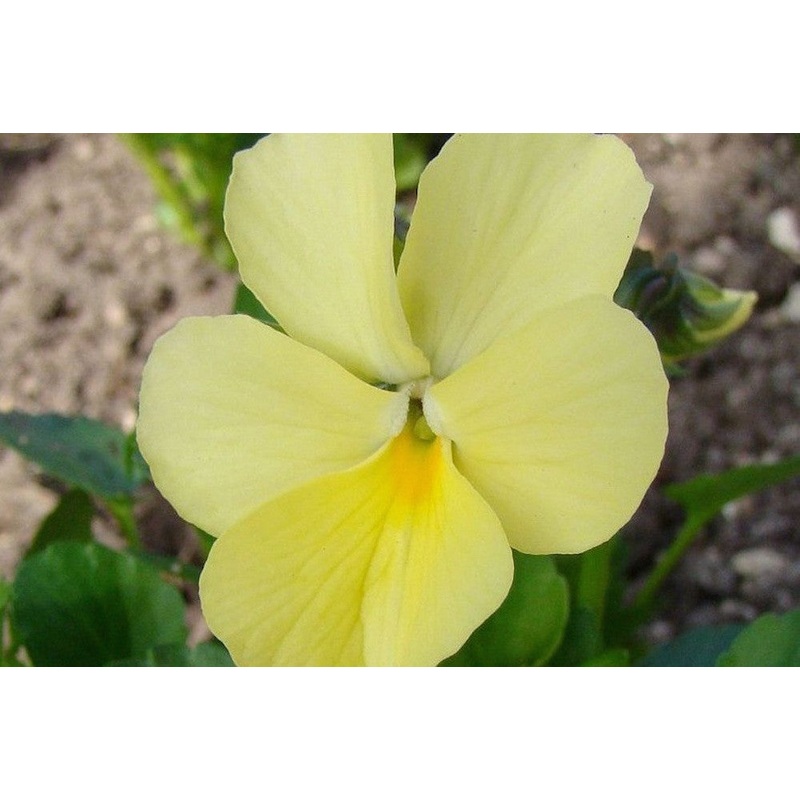 Viola ‘Glenholme’|Approx. 0.5 litre pot