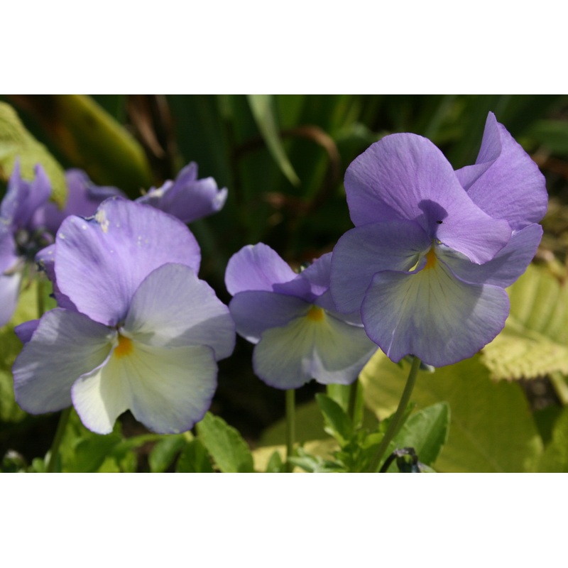Viola ‘Maggie Mott’ (Va)|Approx. 0.5 litre pot