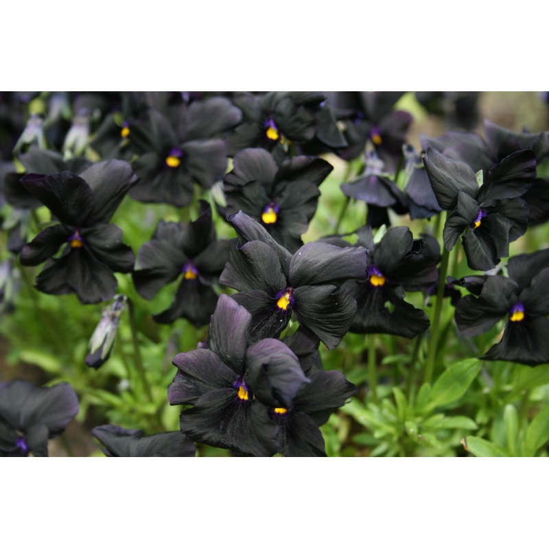 Viola ‘Molly Sanderson’ (Va)|Approx. 0.5 litre pot