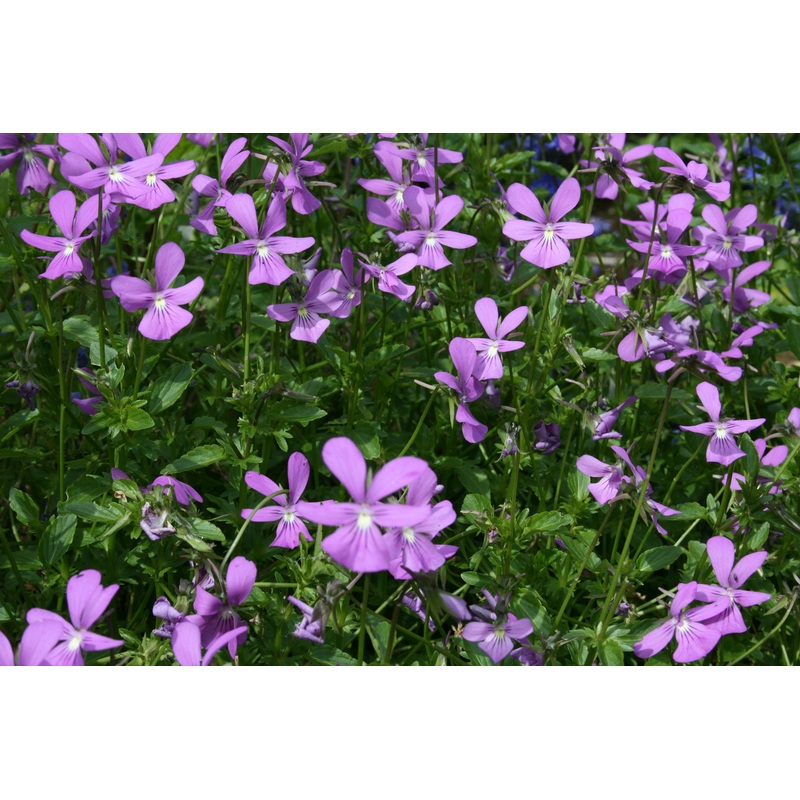 Viola ‘Victoria Cawthorne’ (C)