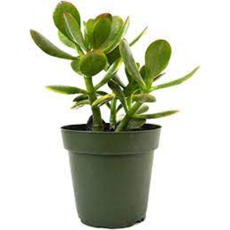 12 packs of 2 inches pot Crassula Ovata Plant Jade Money Tree Kerky Bush Plant Succulent Drought Tolerant Drought Ht7 Best