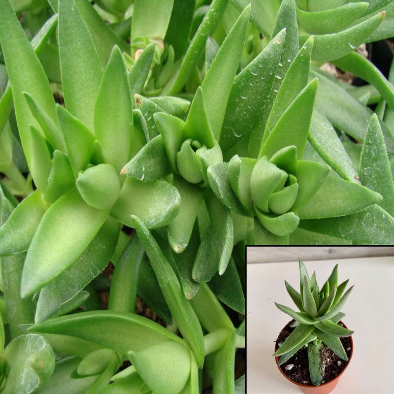 6Packs Of 2Inches Pot Crassula Sharks Tooth Plant Pagoda Village Succulents Live Plant Ht7 Best