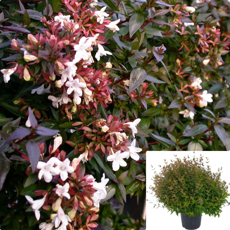 Abelia Prostrata 5 Gallon Plant Prostrate Glossy White Linnaea Grandiflora Outdoor Shrub Liv