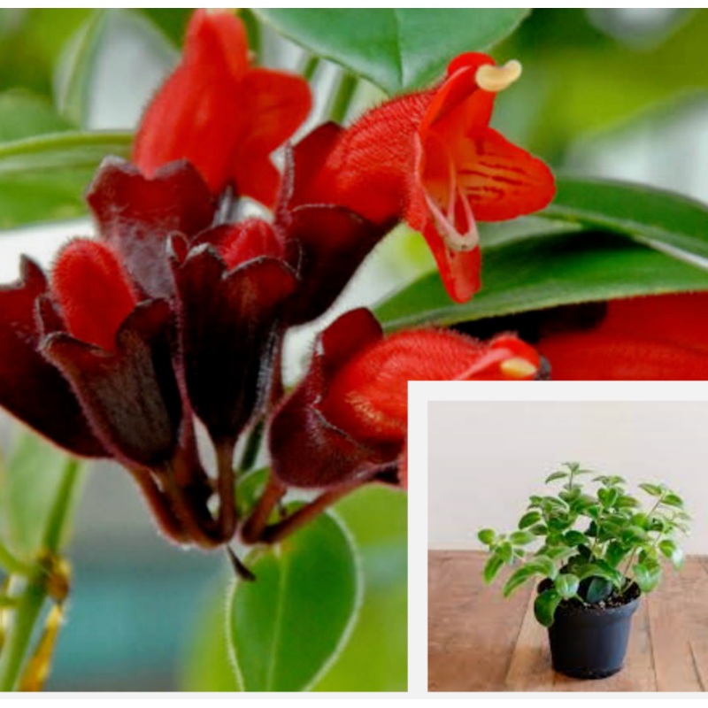 Aeschynanthus Radicans 4 Inches Lipstickplant Lipstick Vine Live Plant Ht7
