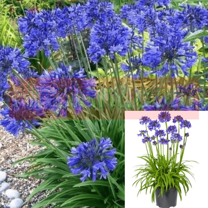 Agapanthus Africanus Storm Cloud Plant Lily Of The Nile 5 Gallon Dark Blue Lily