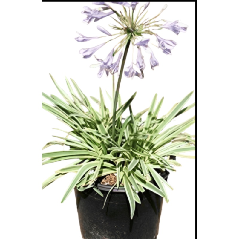 Agapanthus Africanus Tinkerbell 4Inches African Lily White And Green Live Plant Ho7Ht7