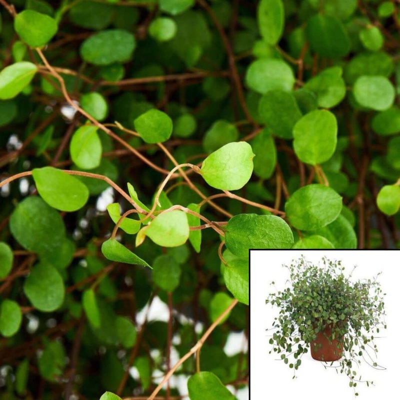 Angel Vine Muehlenbeckia Complexa Wire Root 6Inches Pot Angel vine Maidenhair vine Mattress vine