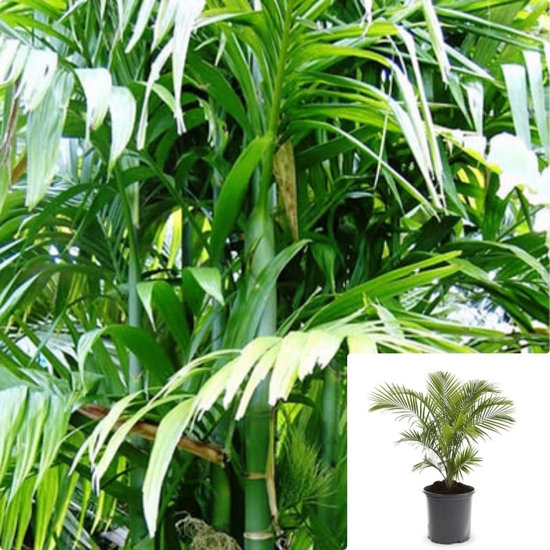 Areca Palm 1 Gallon Palm Indoor Clean Air Of Toxins House Live Plant Butterfly Palm Green Ht7 Pr7