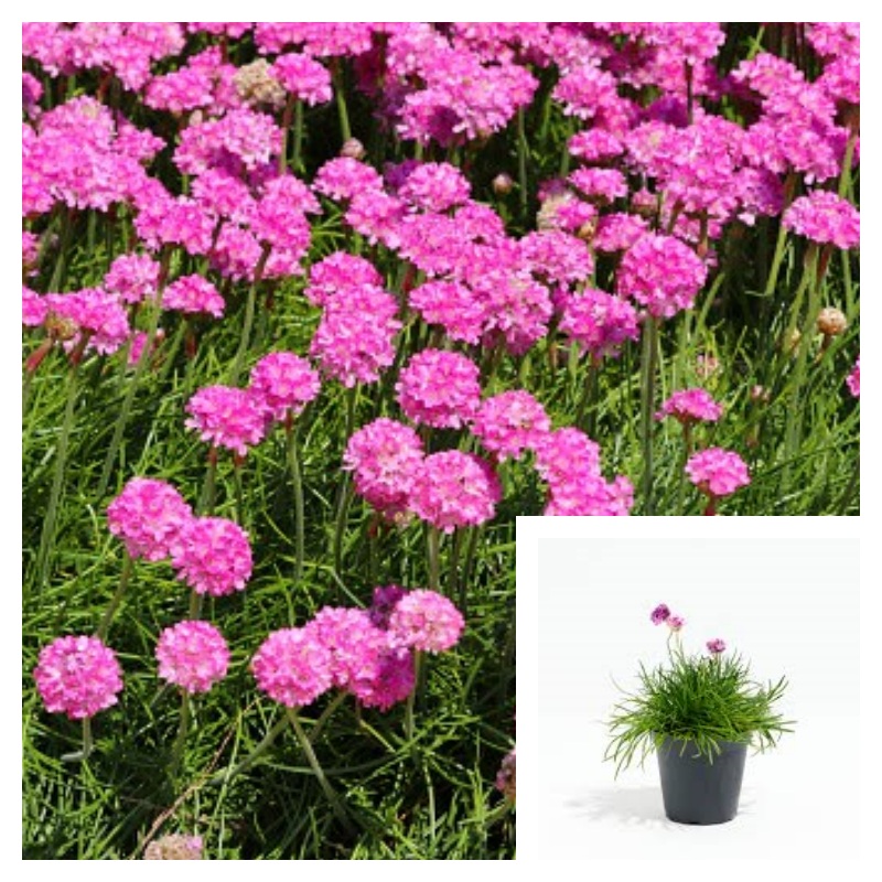 Armeria Maritima Rubrifolia 4Inches Plant Thirft Sea Pink Budsbrush Live Plant Outdoor Ht7
