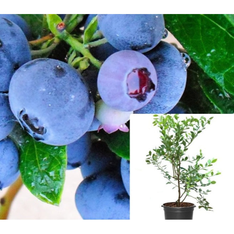 Blueberry Emerald 5 Gallon Plant Vacciniuma Corymbosum Emerald Fruit Tree Live Plant Best Dw7Ht7