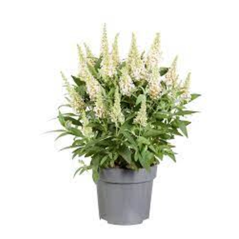 Buddleia Pugster White 5 Gallon Plant Butterfly Bush Outdoor Shrub Live Plant Gr