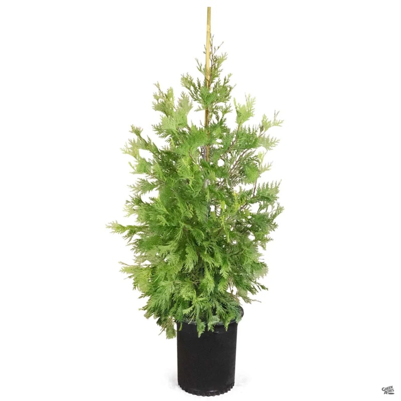 Calocedrus Decurrens 1 Gallon Incense Cedar California Incens Live Plant Ht7