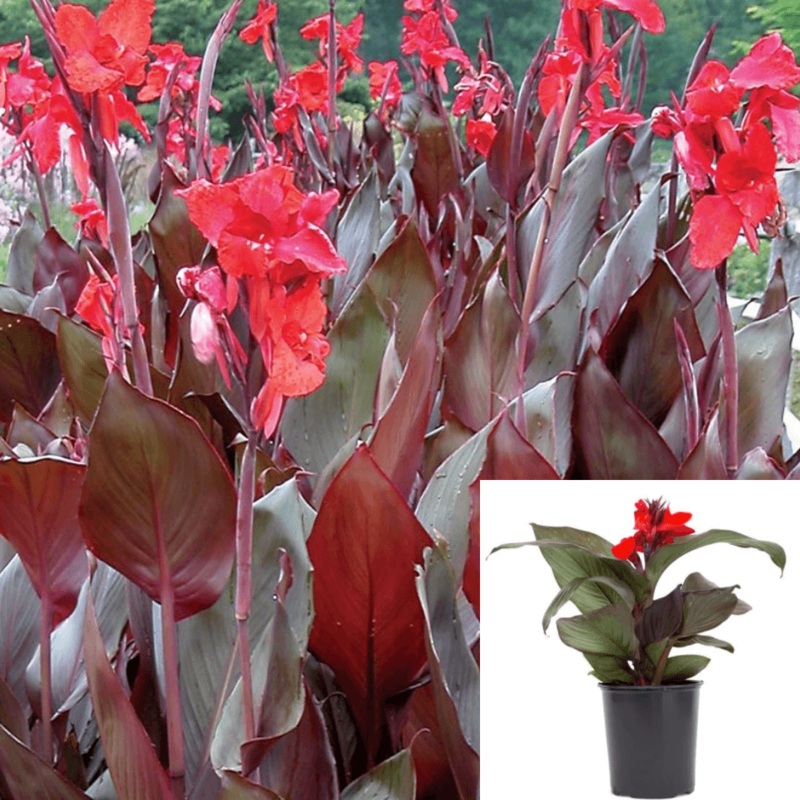 Canna Australia 1 Gallon Plant Red Leaf Orange Flower Lily Live Plant Mht7