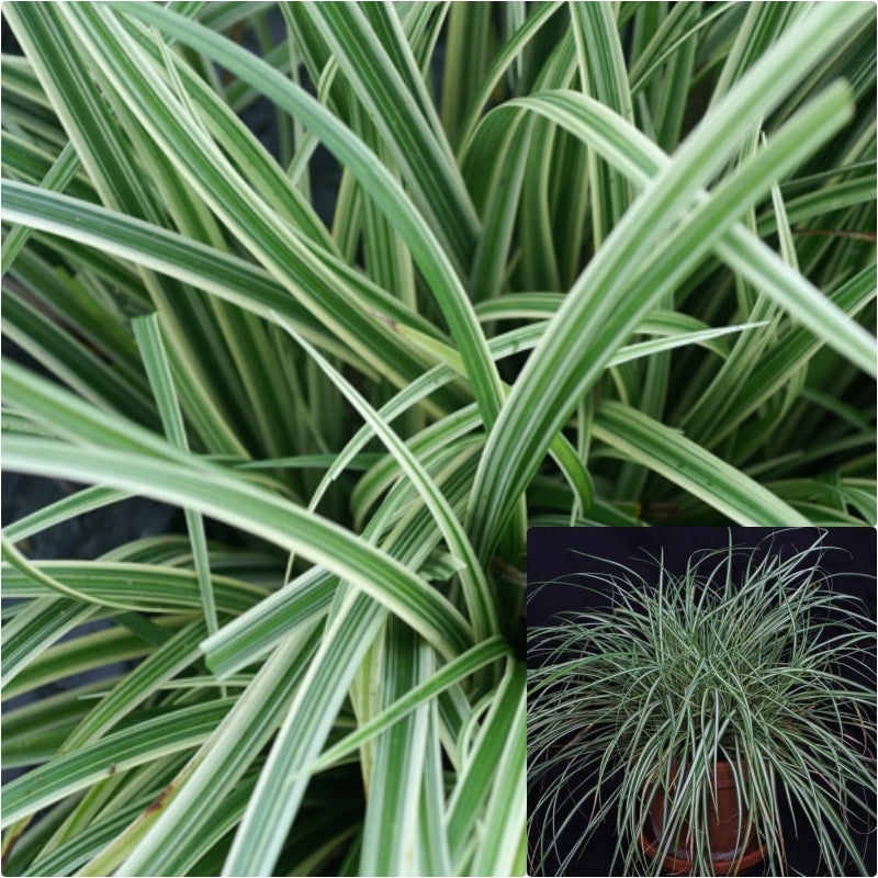 Carex Ornithopoda 1 Gallon  Bird S Foot Sedge Plant Grasses Ground Covering Live Plant Ht7