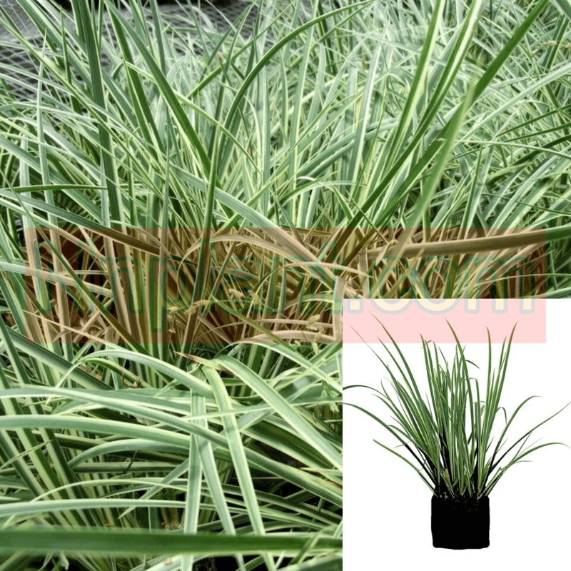 Carex Oshimensis Everest Plant 1 Gallon Japanese Sedge Grass Best Live Plant Mht7