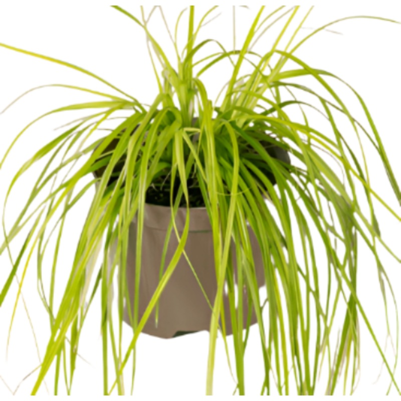 Carex Oshimensis Everillo 1 Gallon Pot Lime Japanese Sedge Plant Grass Outdoor Live Plant Ht7